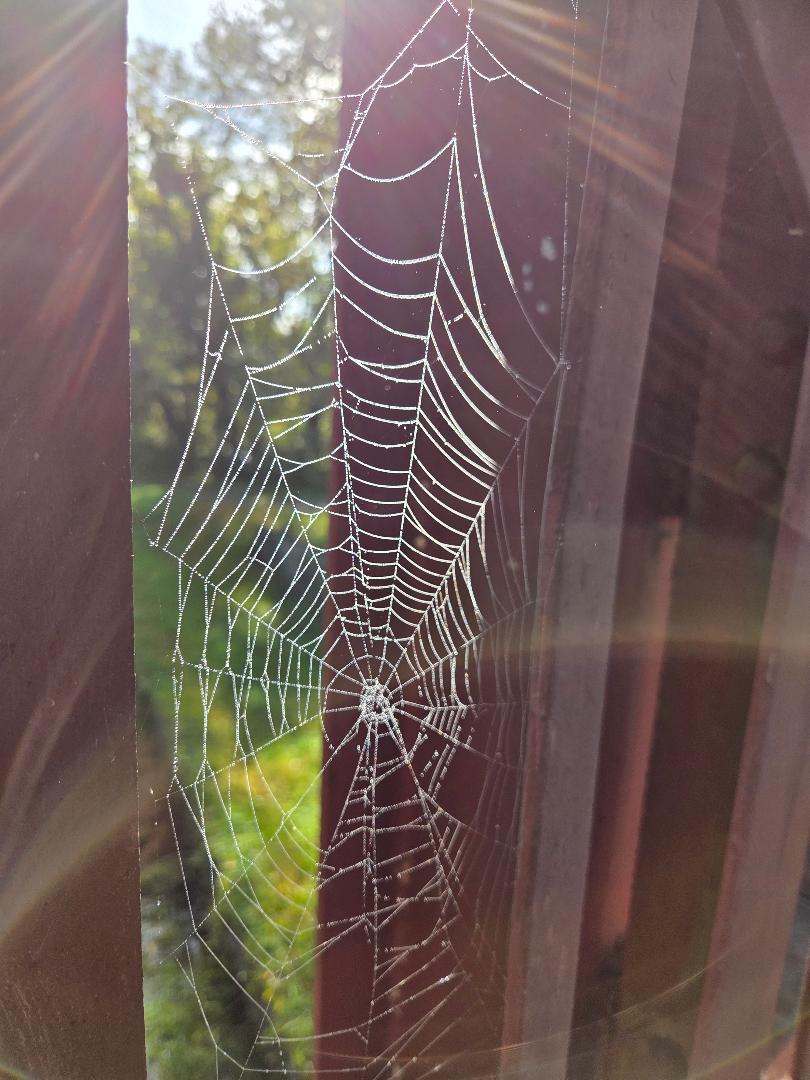 Detailed spider web with fine radial and spiral threads