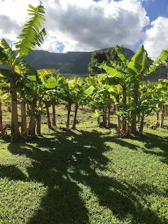 Grove of banana trees on green grass with mountains and blue sky in the background