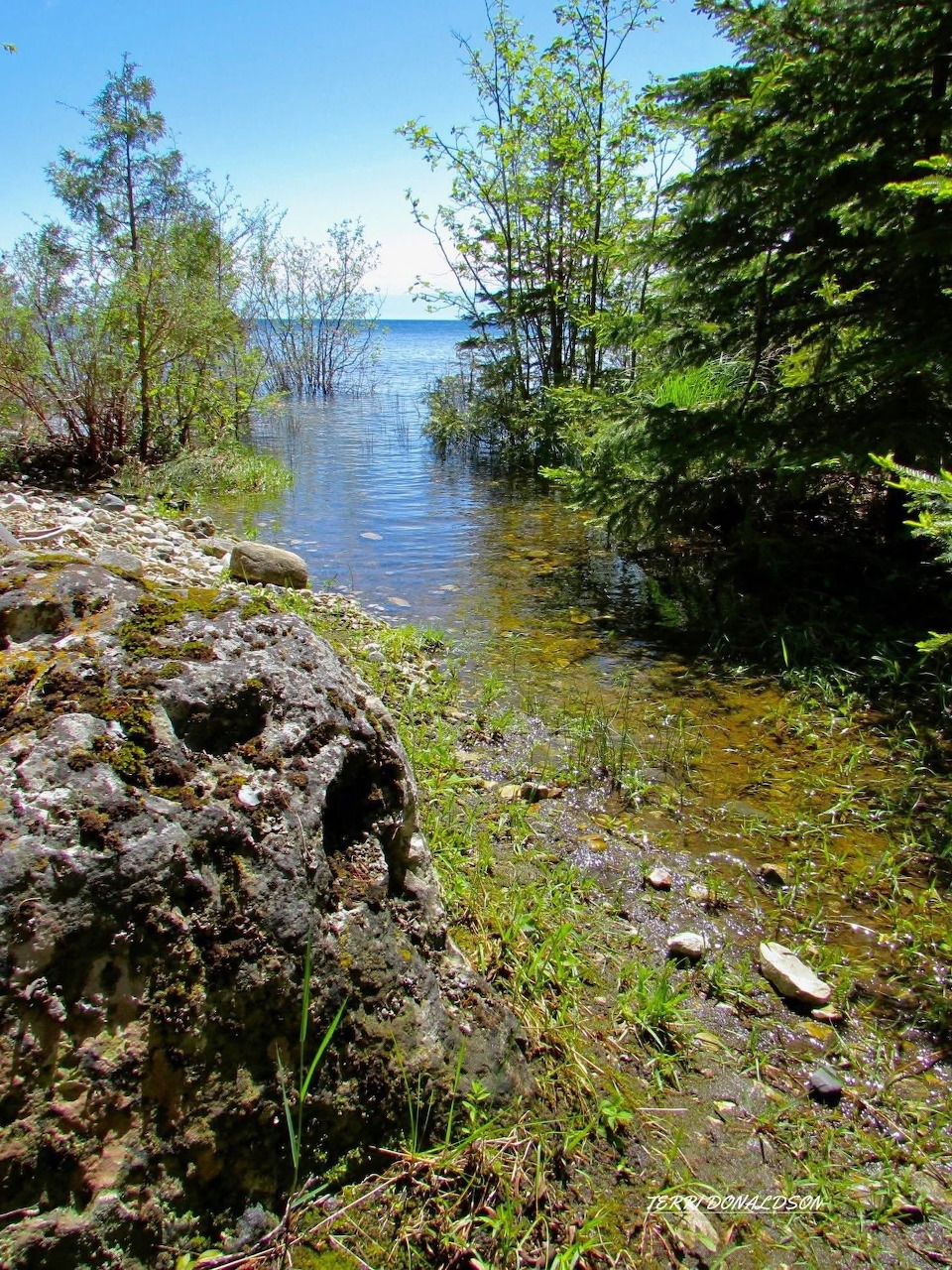 Rocky Lake Shore Trees