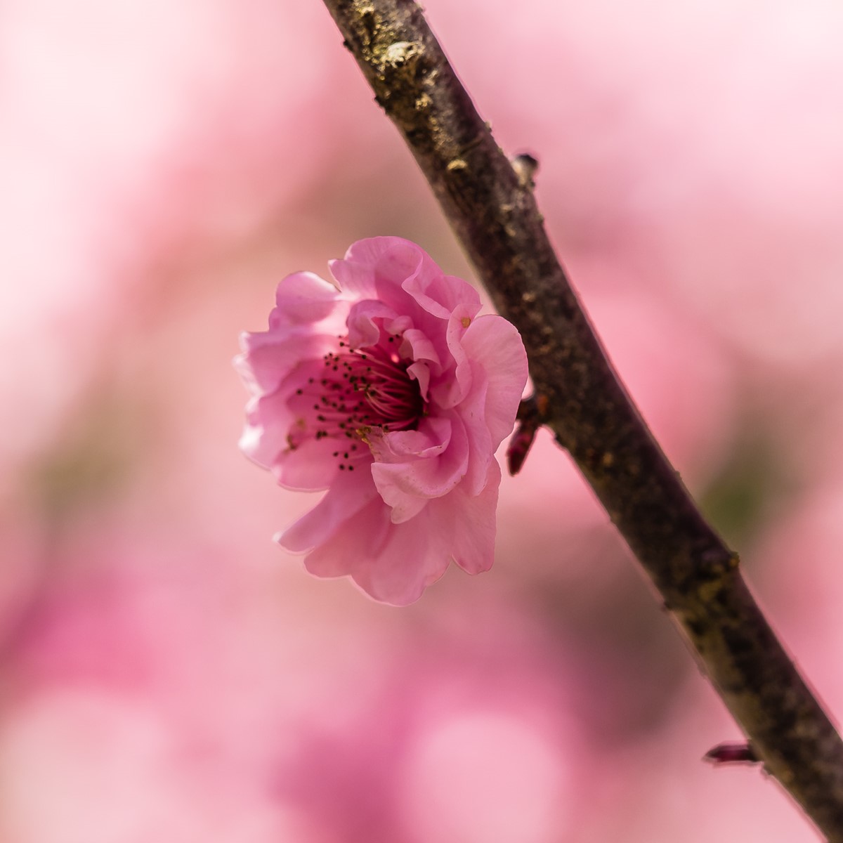 Pink cherry blossom flower in focus on dark branch with soft blurred pink floral background