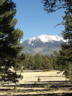Snow-covered mountain peak framed by pine trees with dry grassland in foreground under blue sky