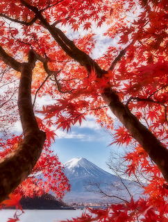 Mt Fuji and Autumn Leaves