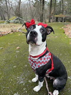Dog Wearing Red Bow