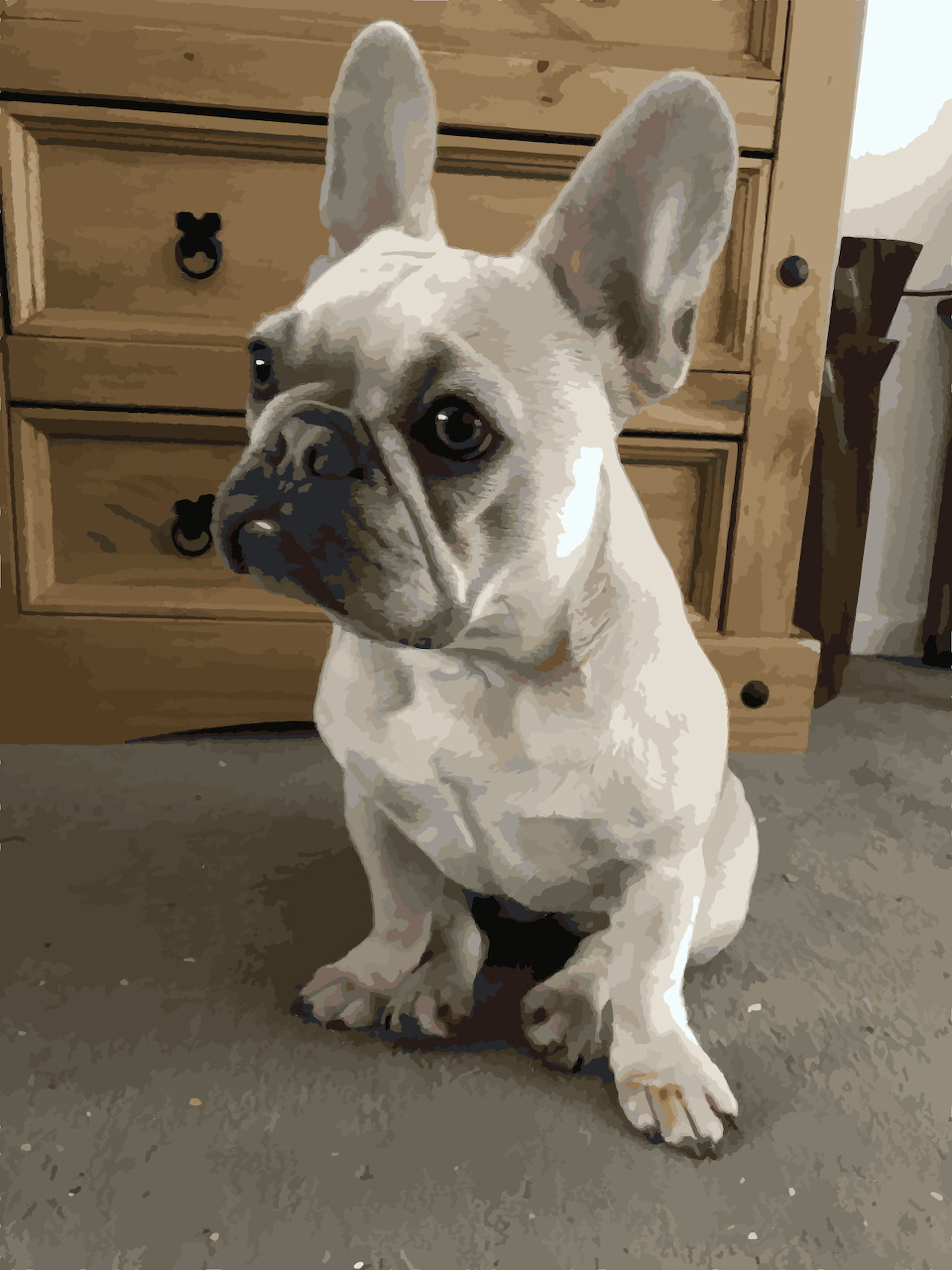 French Bulldog puppy looking at the camera