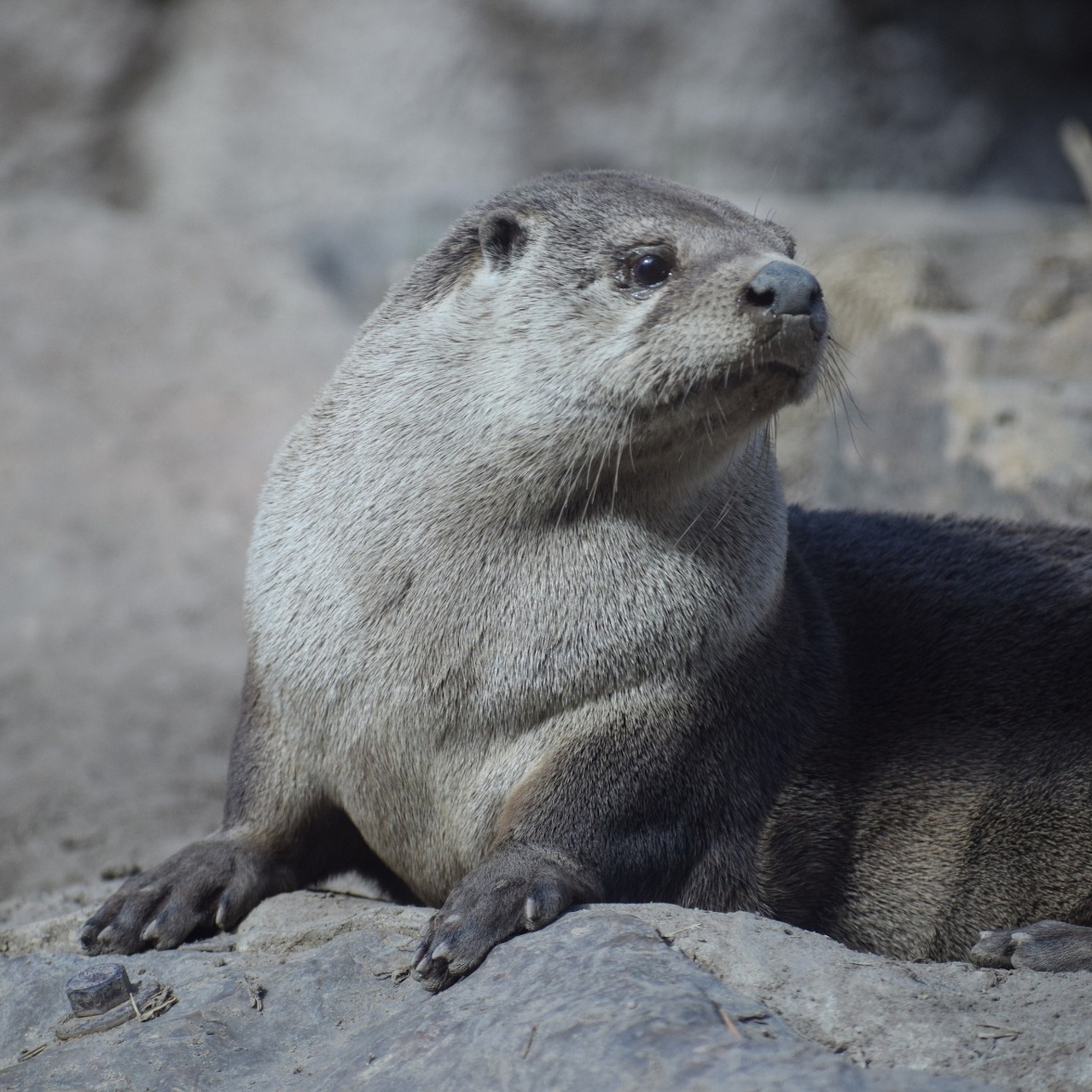 Otter on Rock