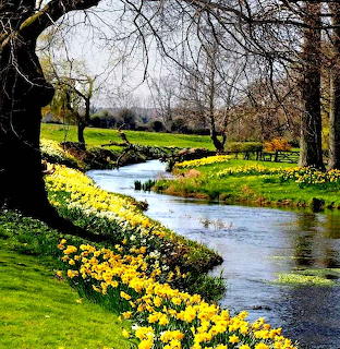 River flowing through park with yellow daffodils lining the banks and bare trees overhead