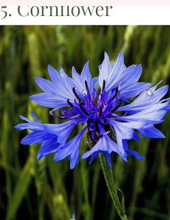 Close-up of a blue cornflower with layered petals against green foliage