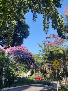 Tree-lined street with blooming purple and pink trees, green foliage, and a red car under blue sky