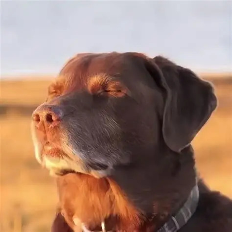 Chocolate Labrador dog with eyes closed basking in warm sunlight outdoors