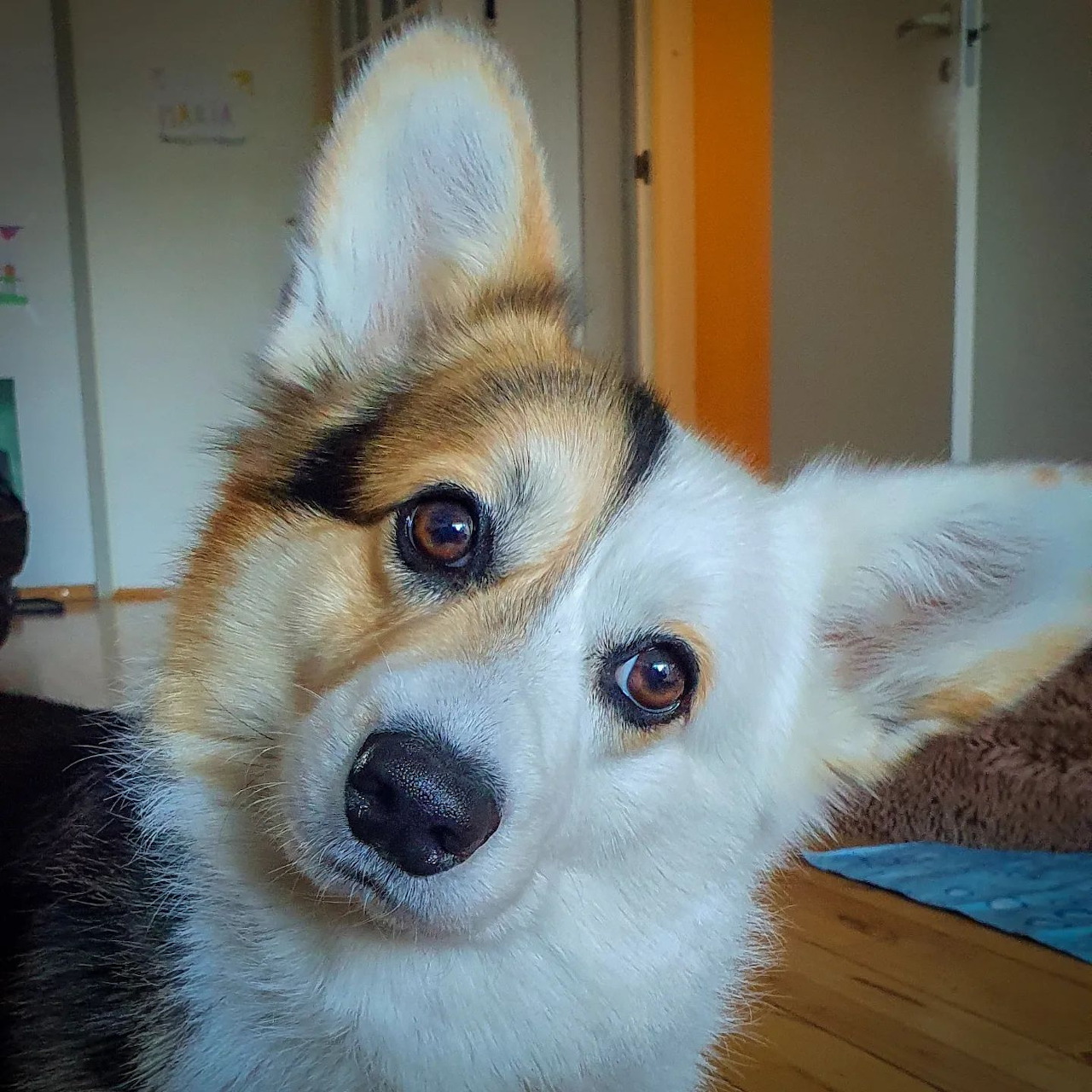 Close-up of a corgi dog indoors with its head tilted and ears perked up