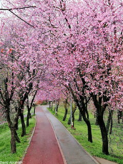 Curving red path beneath rows of pink flowering trees in a park