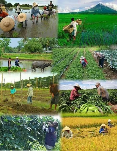 Philippine Farming Scenes