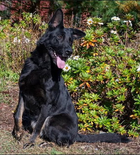 Black Dog in Garden
