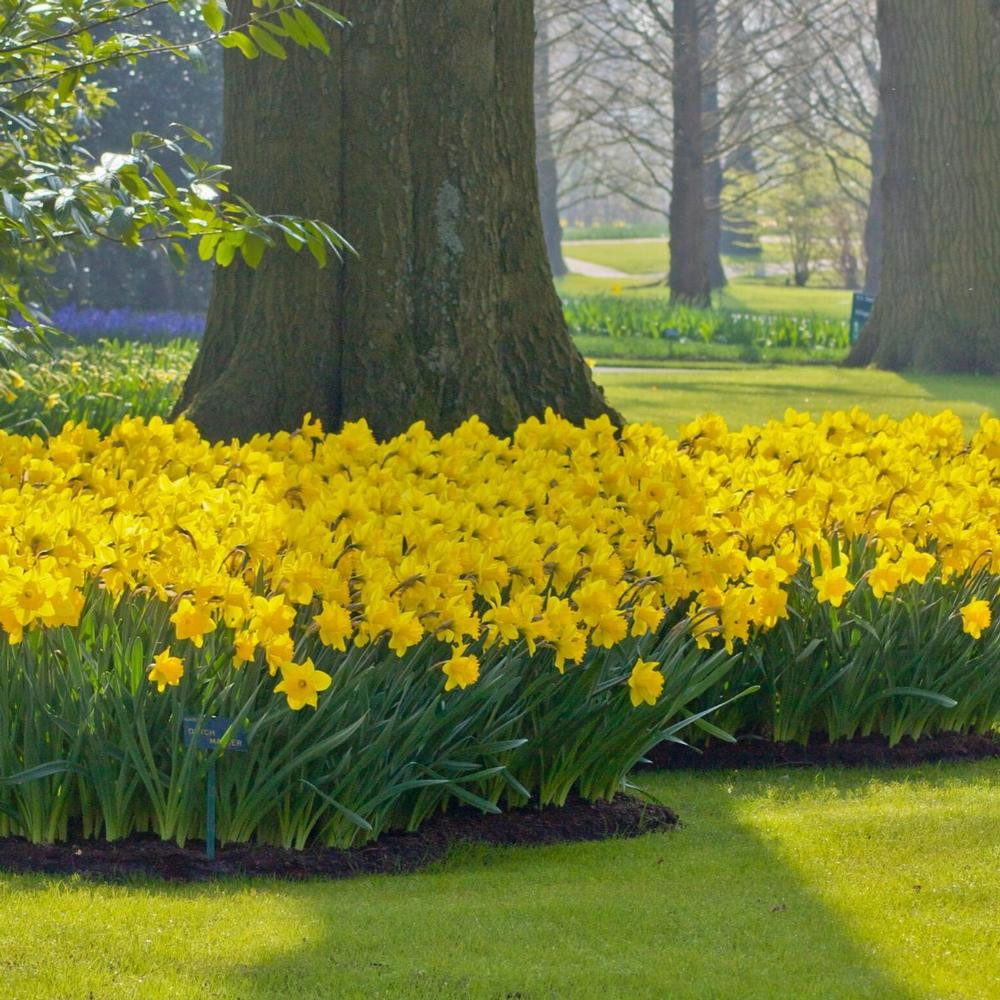 Bright yellow daffodils blooming in rows beside tree trunks in a misty park