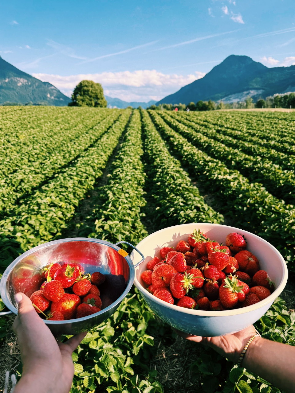 Hands holding two bowls of ripe strawberries in a field with mountain scenery behind
