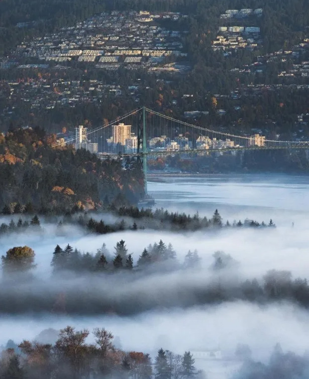 Misty coniferous forest in British Columbia, Canada with low clouds among tall trees