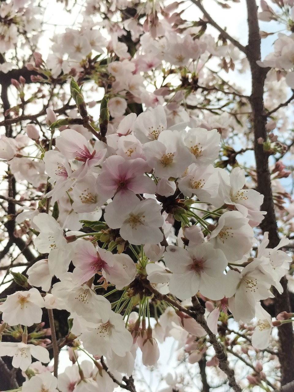Close-up of pale pink cherry blossoms on tree branches