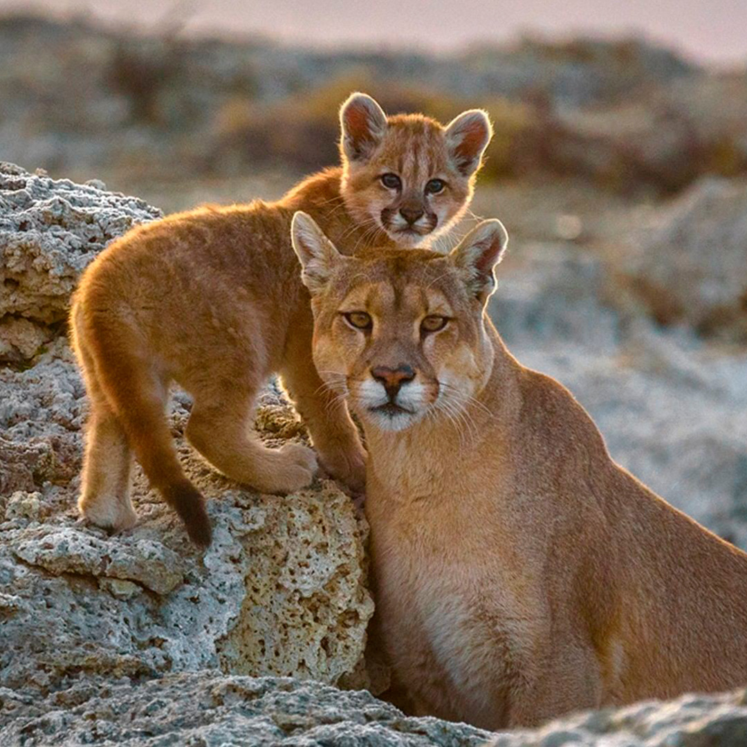 Madre y cachorro puma
