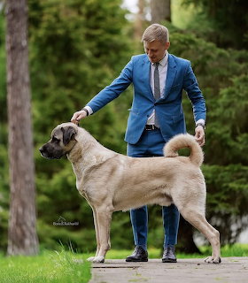 Cream Turkish Kangal dog in show stance with handler in blue suit on outdoor path