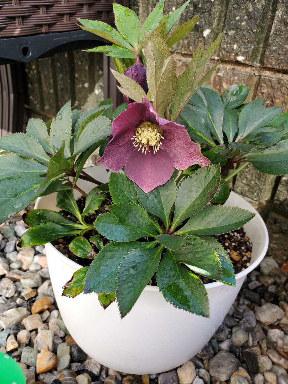 Pink hellebore flower in a white pot with green leaves outdoors