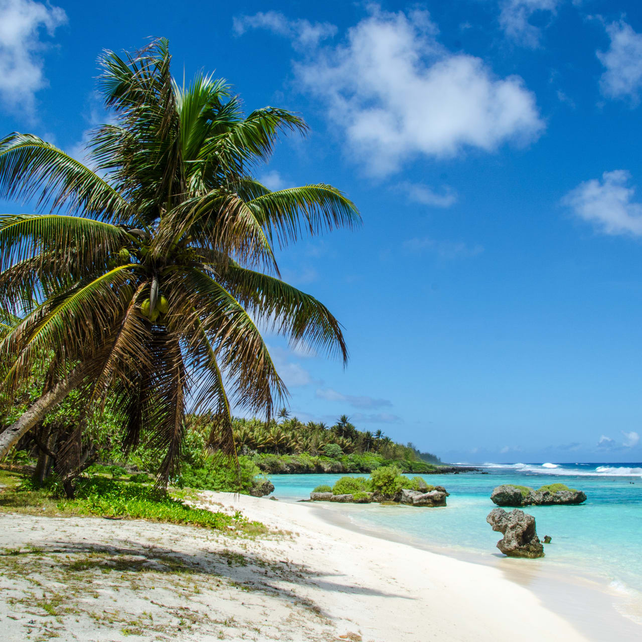 Palm trees on a white sandy tropical beach with turquoise water and blue sky