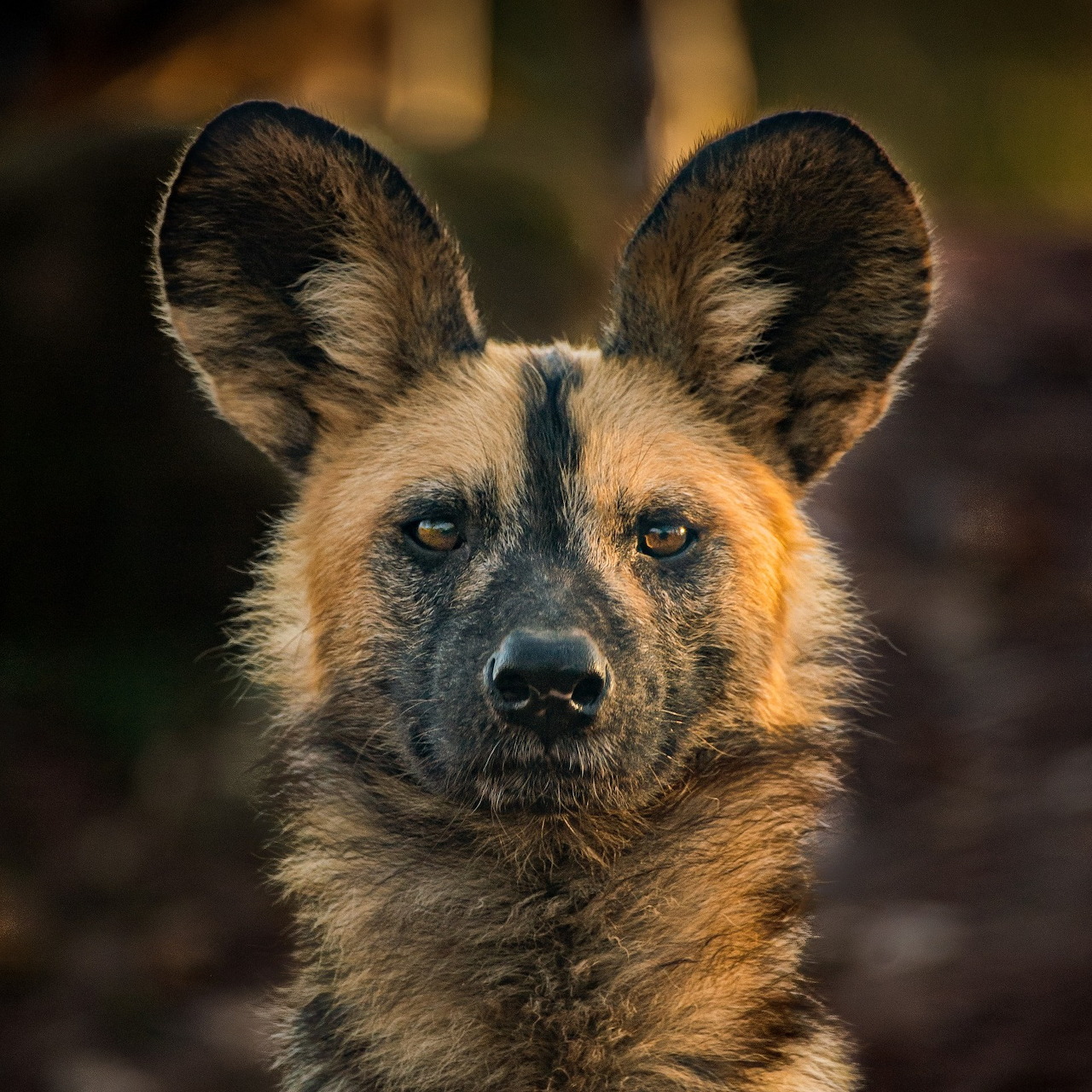 Portrait of an African painted dog with large ears and multicolored fur looking directly at camera