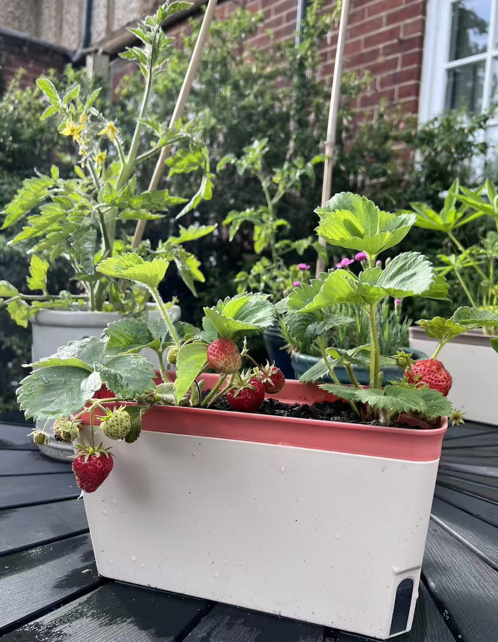 Homegrown Strawberries