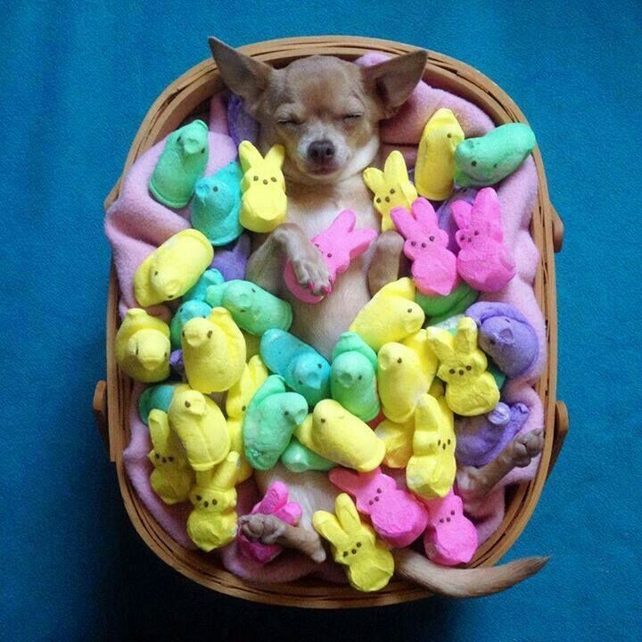 Sleeping chihuahua in a basket surrounded by colorful marshmallow Peeps candies