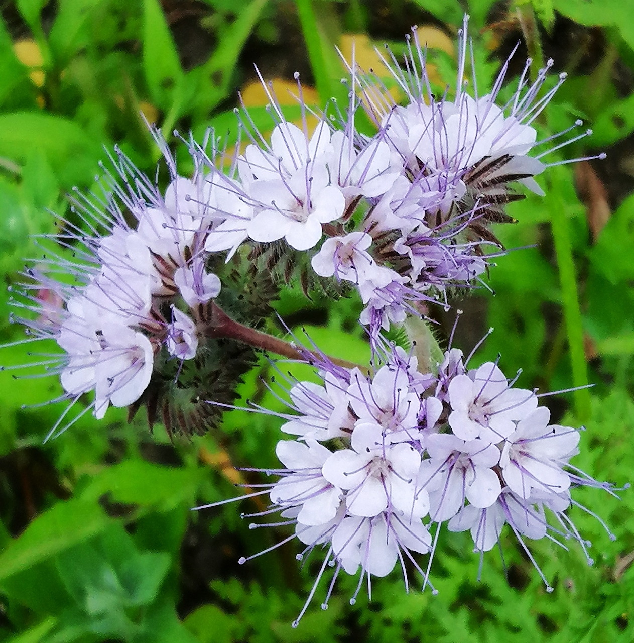 Purple scorpionweed flowers with thin white stamens in cluster formation on green background