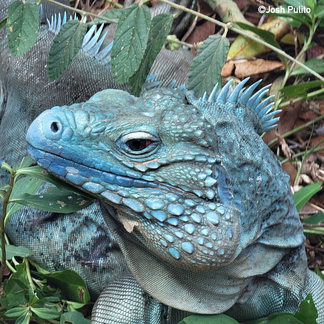 Close-up of a blue iguana resting among leaves and forest ground cover