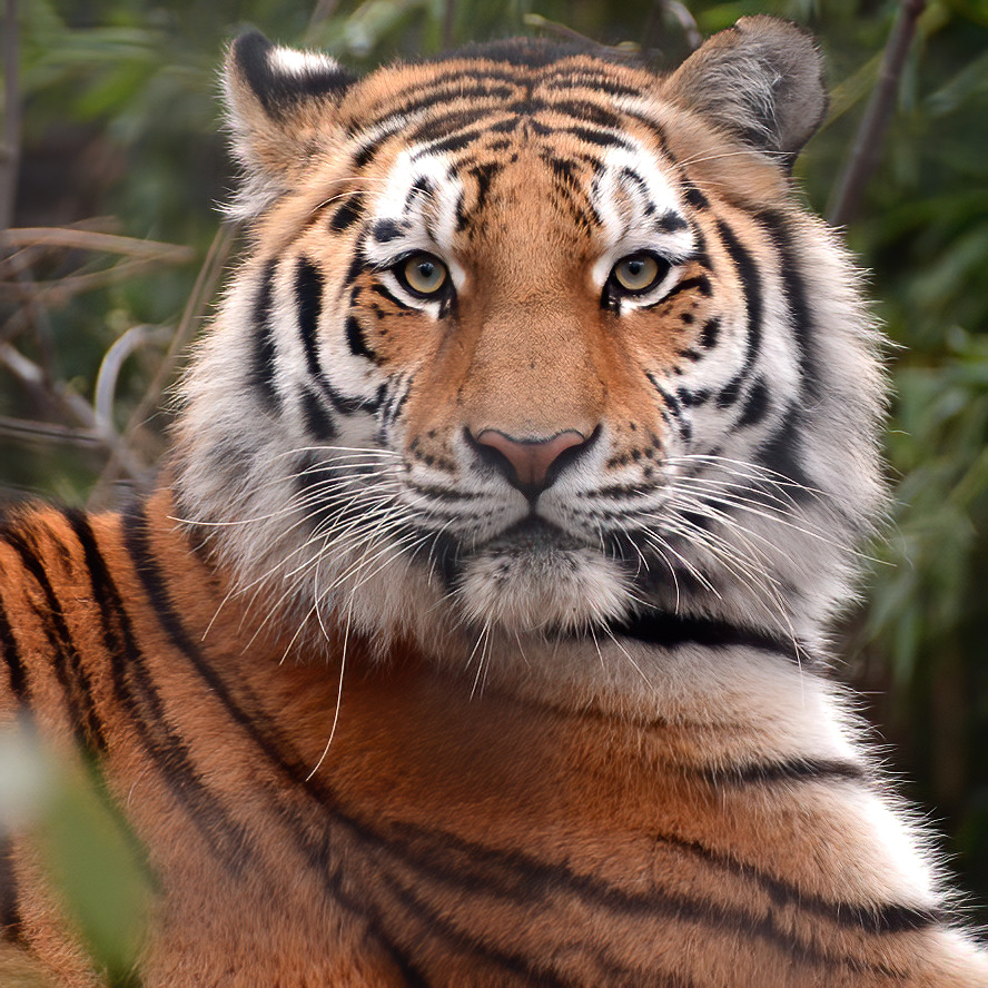 Tiger Portrait