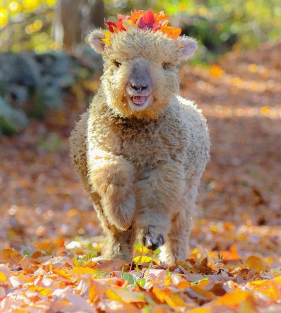 Alpaca with Flower Crown