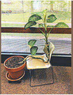 Plant on Chair
