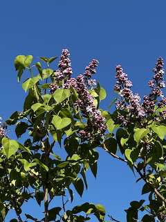 Lilac Blossoms Blue Sky
