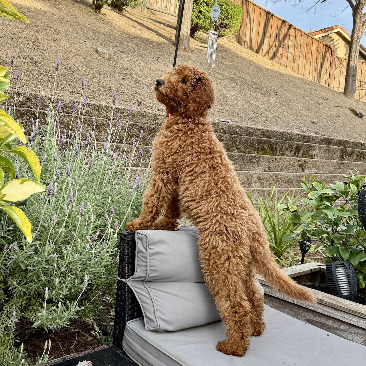Brown goldendoodle dog standing on back legs on outdoor chair looking across sunny backyard