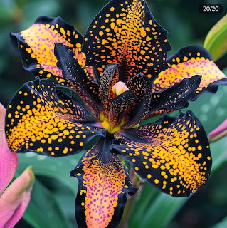Close-up of a black bat lily flower with orange-yellow speckles and green leaves behind it