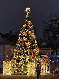 Christmas Tree Vilnius Night
