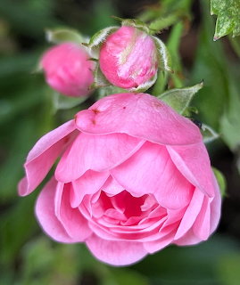 Close-up of a pink rose in full bloom with two pink buds and green foliage