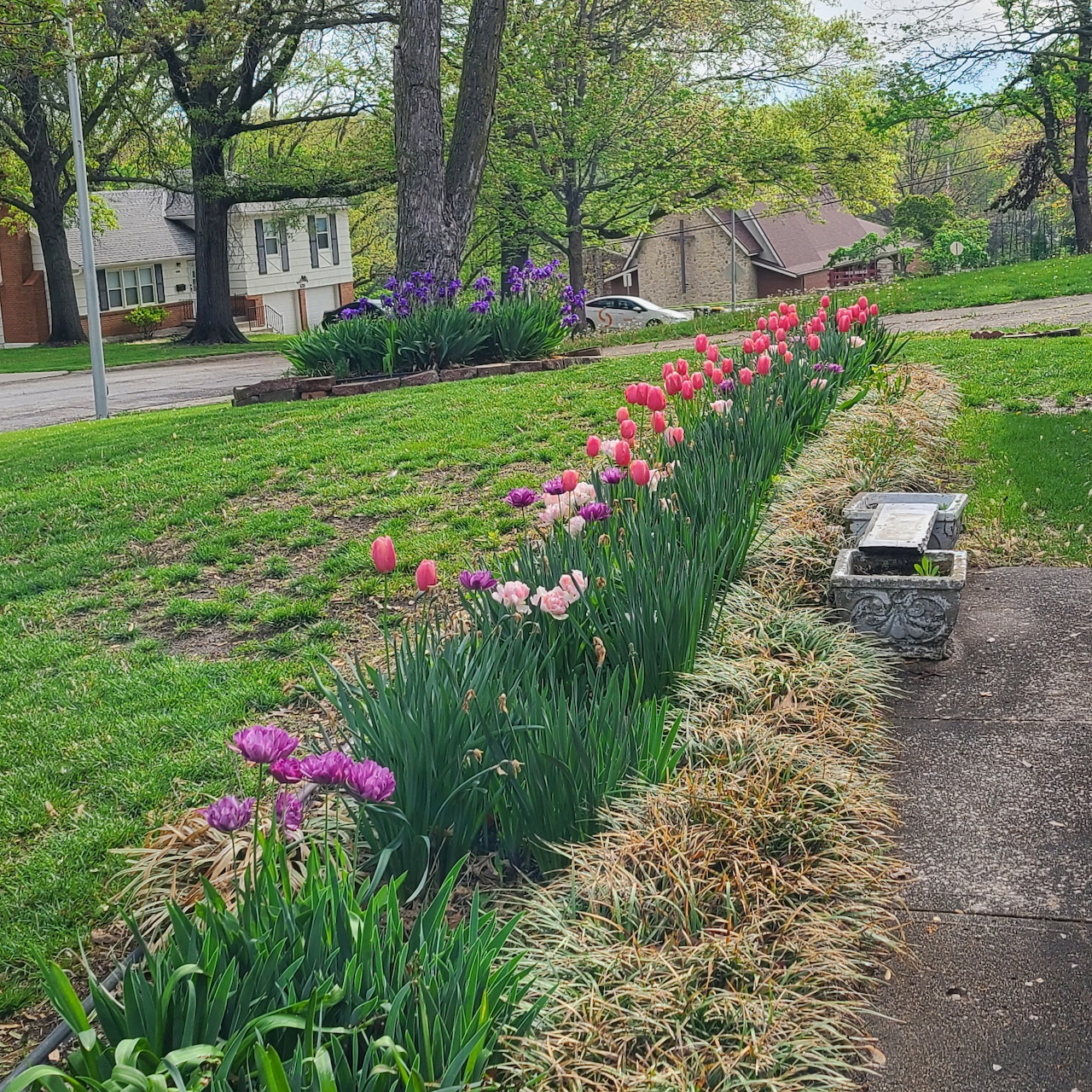 Spring Tulip Garden Border