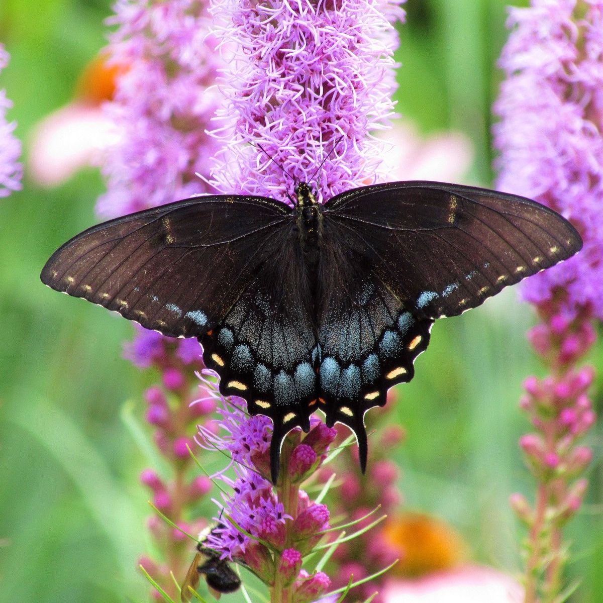 Black swallowtail butterfly with spread wings resting on purple liatris flower spike