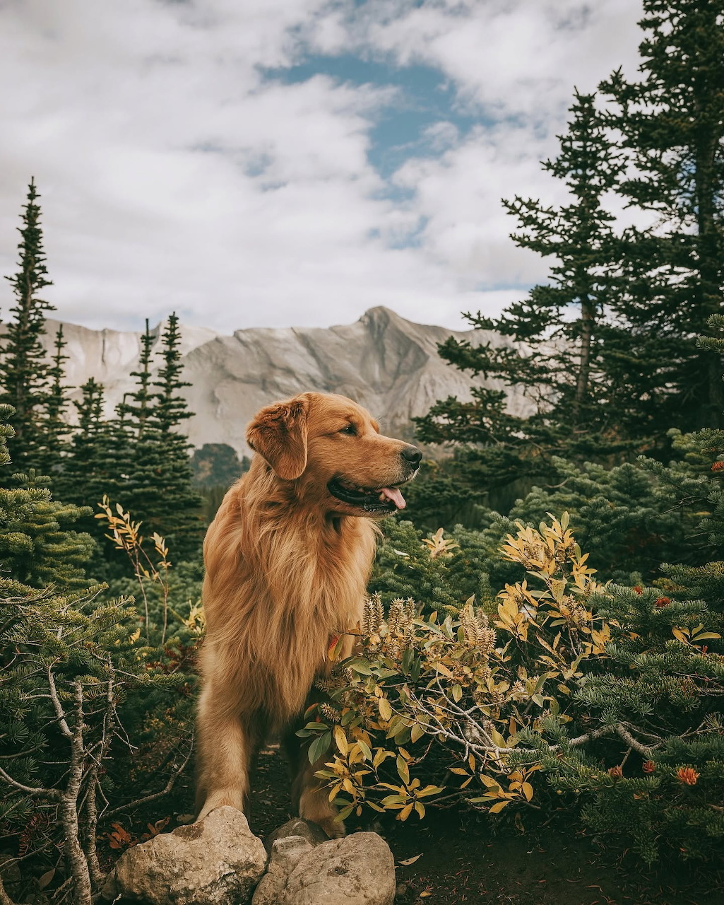 Golden Retriever at Banff