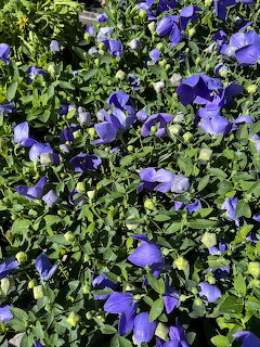 Dense cluster of purple pansy flowers with green leaves in garden setting