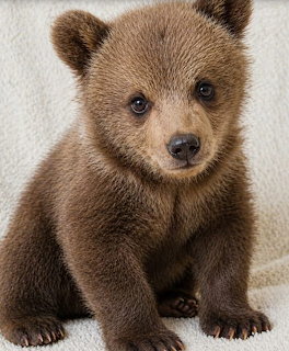 Brown bear cub sitting and looking at the camera on a light background