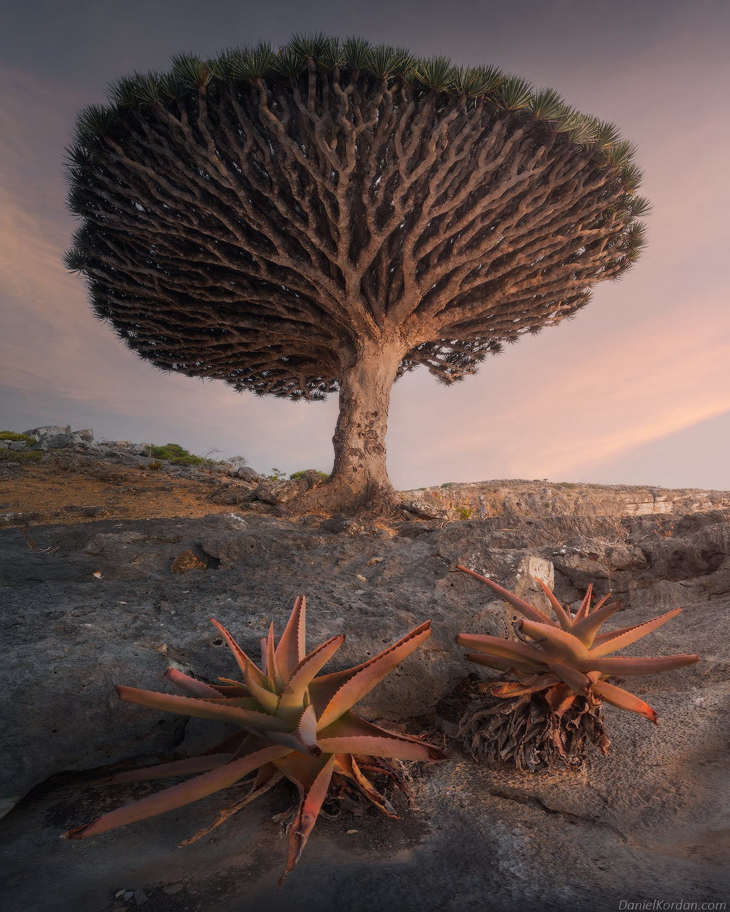 Dragon blood tree with distinctive umbrella canopy on rocky ground with sunset sky and desert plants