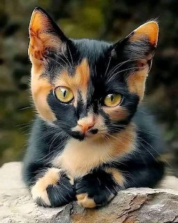 Calico Kitten Portrait
