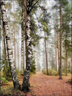Foggy forest trail lined with birch and pine trees, autumn leaves on the ground