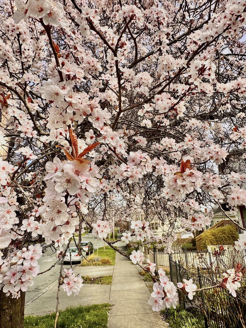 Cherry tree in full bloom with pink blossoms