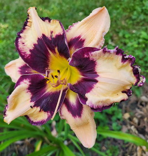 Daylily Roxy Roo