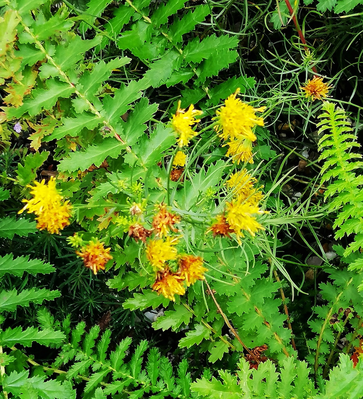 Ferns and yellow flowers growing along a riverbank
