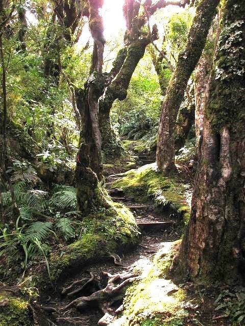 Mosy forest path with gnarled trees, exposed roots, and dense ferns under dappled light